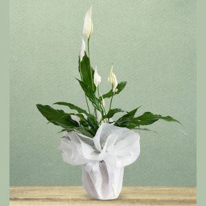  Erzurum Çiçekçilik - Saksı Çiçekleri