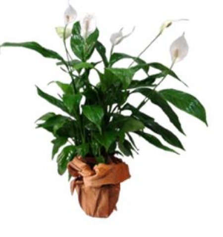  Çİft gÖbek ayakli sepet beyaz Çiçeği & Ürünü SPATİFİLYUM ( barış çiçeği )  