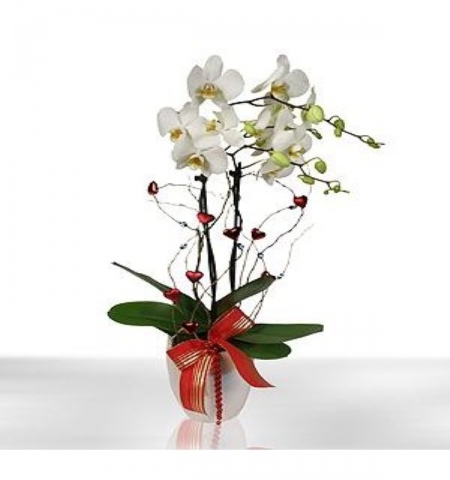 beyaz papatyalar Çiçeği & Ürünü İKİ DAL  ORKİDE 