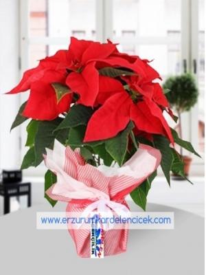  Erzurum Çiçekçilik - pohonsetia ( atatürk çiçeği )