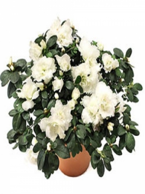  Erzurum Çiçek - AÇELYA