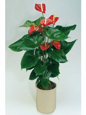  Erzurum Çiçek - ANTORİUM BÜYÜK