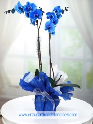  Erzurum Çiçek - ÇİFT DAL  MAVİ  ORKİDE 
